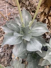 Enceliopsis covillei