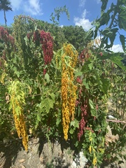 Chenopodium formosanum