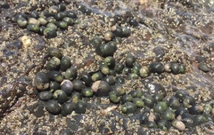 Nerita scabricosta