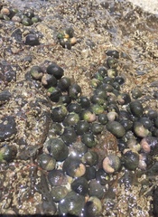 Nerita scabricosta