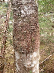 Didymosphaeria oregonensis