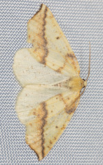 Neoterpes edwardsata