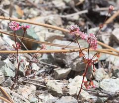 Eriogonum nortonii