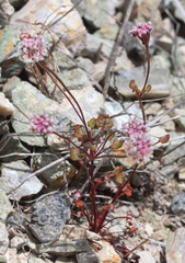 Eriogonum nortonii