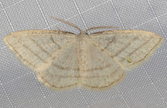 Protitame subalbaria