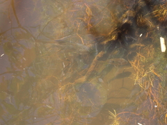 Gymnogeophagus balzanii