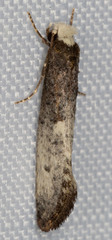 Tinea occidentella