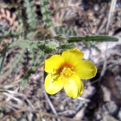 Mentzelia montana