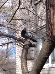 Columba livia domestica