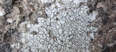 Lecanoromycetes