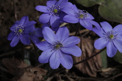 Hepatica transsilvanica