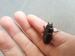 Serrognathus kyanrauensis