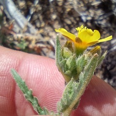Mentzelia montana