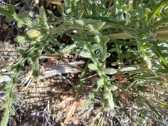 Mentzelia montana