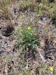 Mentzelia montana