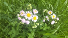 Erigeron philadelphicus