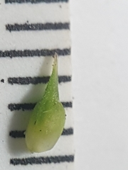 Carex tonsa rugosperma