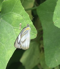 Appias libythea