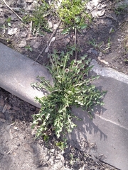 Taraxacum officinale