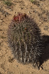 Ferocactus gracilis coloratus