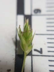 Carex tonsa rugosperma