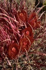 Ferocactus gracilis coloratus
