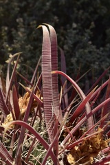 Ferocactus gracilis coloratus