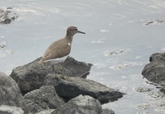 Actitis hypoleucos