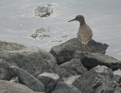 Actitis hypoleucos