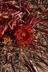 Ferocactus gracilis coloratus