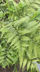 Athyrium niponicum