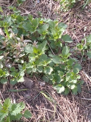 Urtica dioica