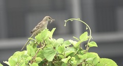 Megalurus palustris