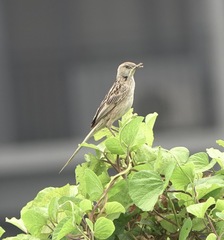Megalurus palustris