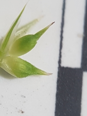 Carex tonsa rugosperma