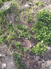 Urtica dioica