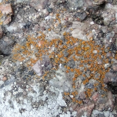 Lecanoromycetes