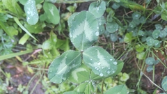 Trifolium pratense