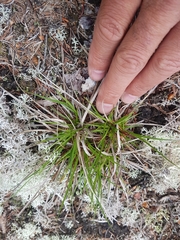 Carex tonsa rugosperma