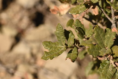 Quercus intricata