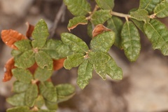 Quercus intricata