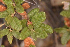 Quercus intricata