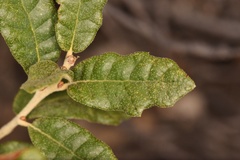 Quercus intricata