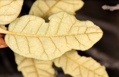 Quercus intricata