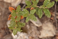 Quercus intricata