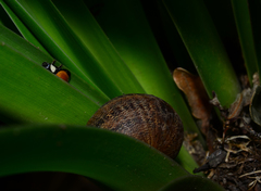 Cornu aspersum