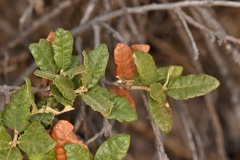 Quercus intricata