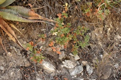 Quercus intricata