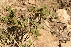 Quercus intricata