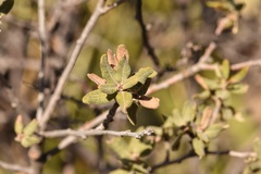 Quercus intricata